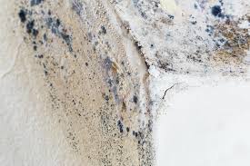 Best Mold Damage Restoration  in Mays Chapel, MD